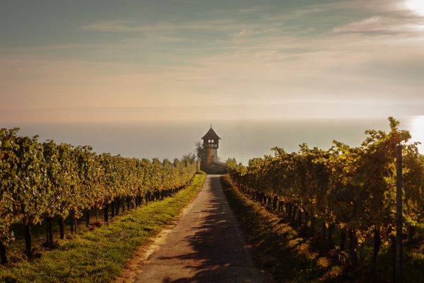 Urlaub_Bodensee_weingaerten