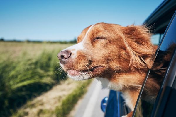 Urlaub_Mit_Hund_Autoreise_Ausland