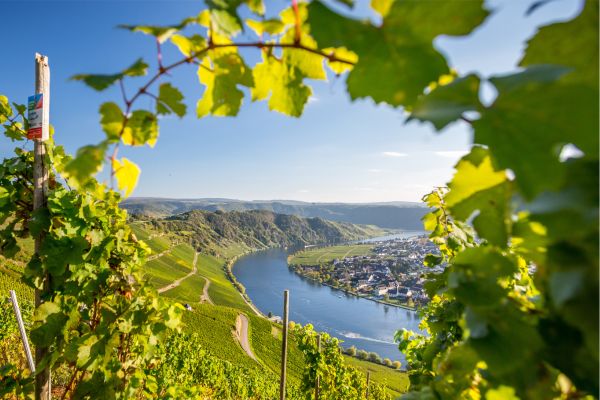 Urlaub_Mosel_Besonderheiten_Weinberge