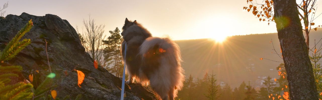Urlaub_mit-Hund_bayern_Berg_Sonnernuntergang