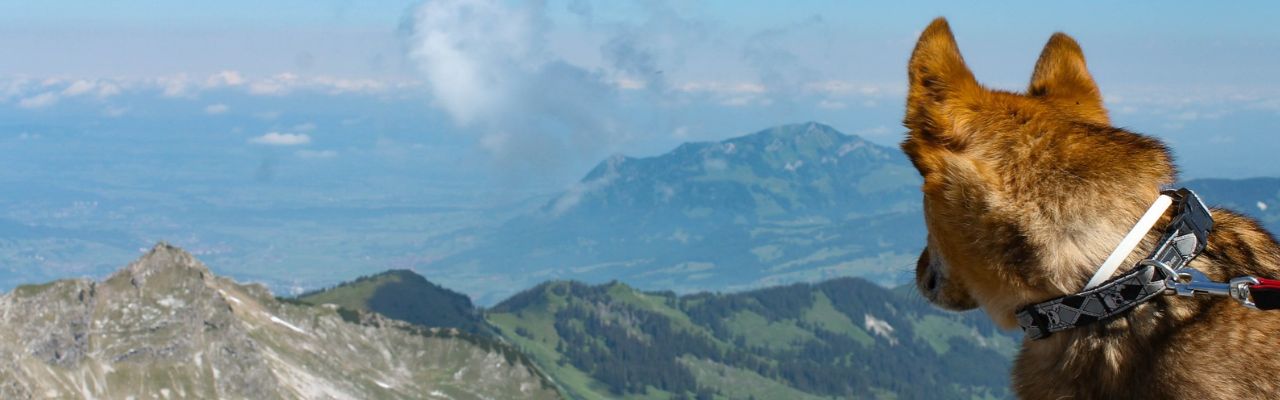 Urlaub_mit_Hund_Allgaeu_berg-Panorama