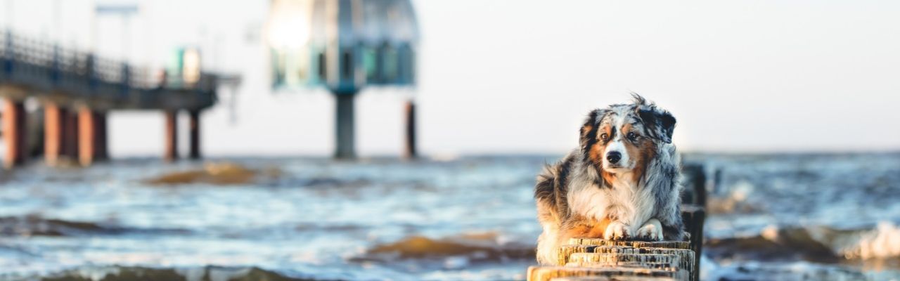 Urlaub_mit_Hund_Ostsee_strand