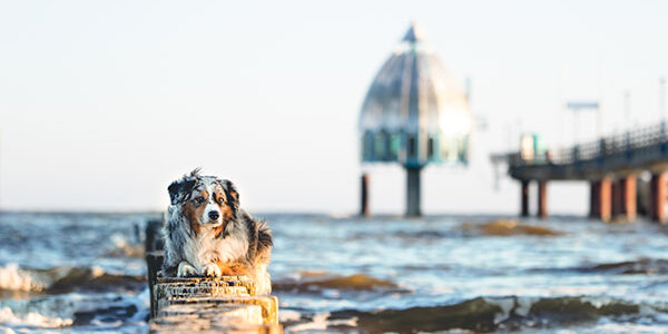 Urlaub-Ostsee-Urlaub-mit-Hund