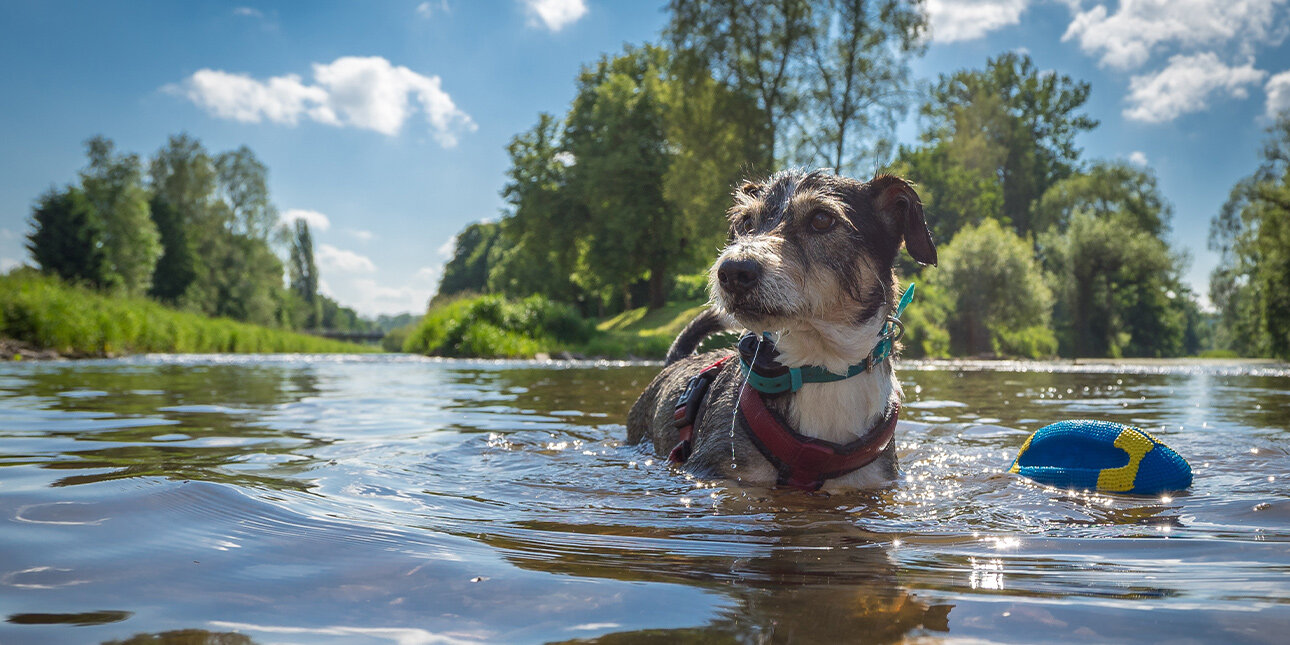 Urlaub mit Hund an der Mecklenburgischen Seenplatte