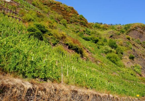 Urlaub_Mosel_Sehenswuerdigkeiten_Bremmer-Calmont