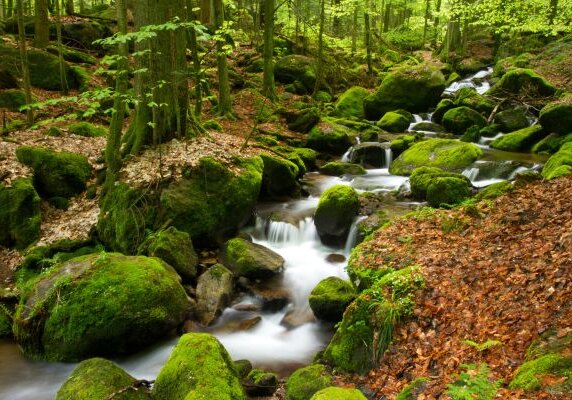 Urlaub_Schwarzwald_Reiseexperten-Tipp_Gertelbach-Wasserfaellen