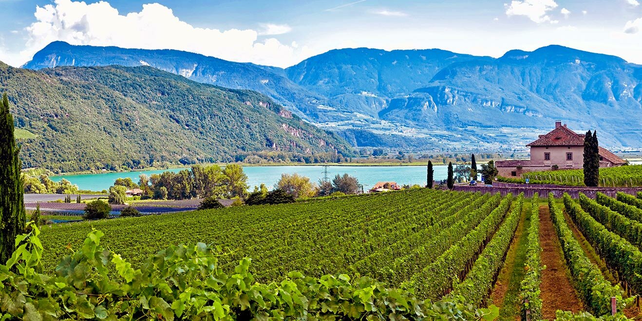 Weingebiet in Südtirol