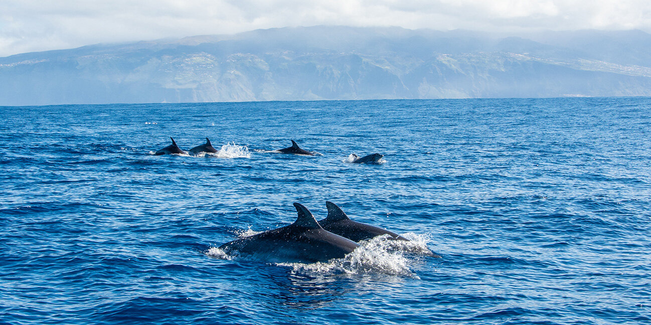 Whale-Watching auf Madeira