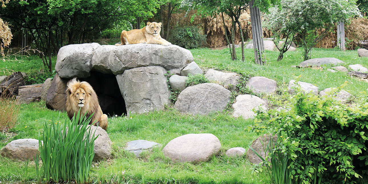 Löwen im Zoo Leipzig