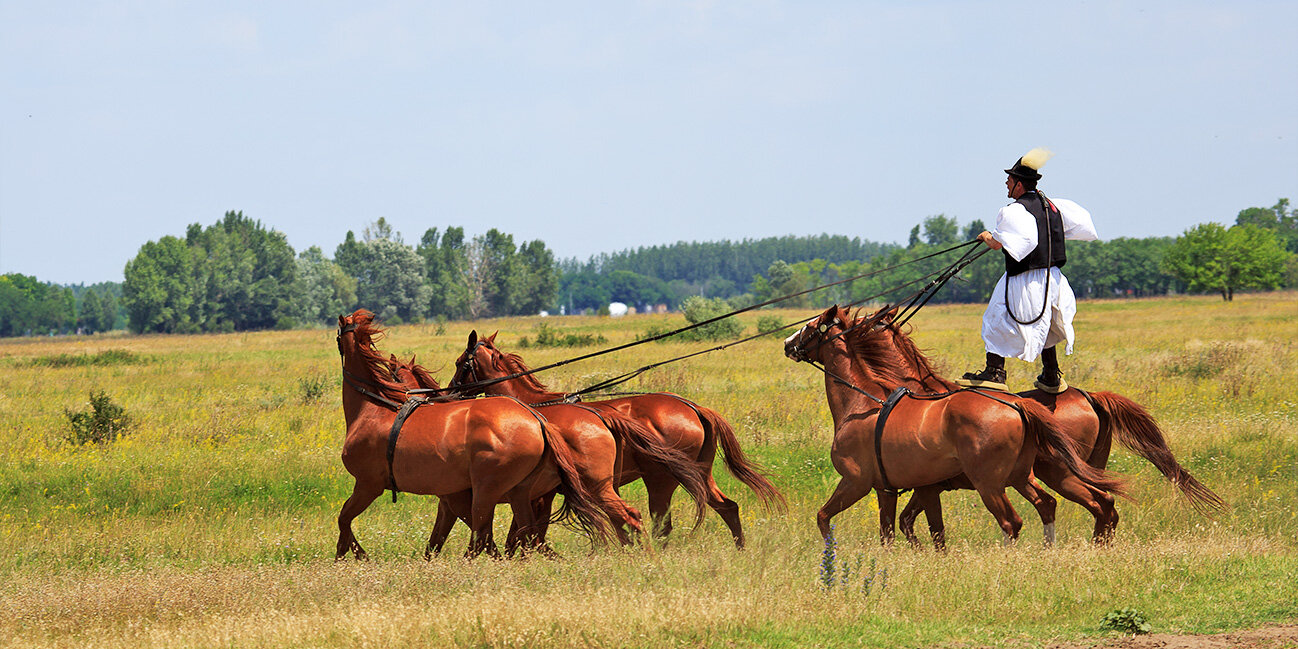 Pferde in der Puszta von Ungarn