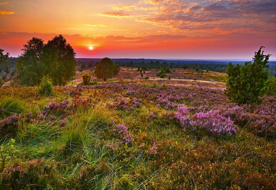 Sonnenuntergang am Wilseder Berg in der Lüneburger Heide.