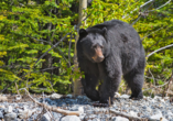 Auch Schwarzbären sind hier in Kanada heimisch.