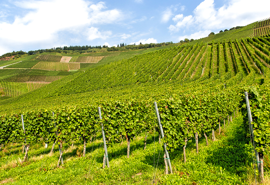 Das Ahrtal ist auch für seine steilen Weinhänge und die damit verbundene Weinproduktion bekannt.