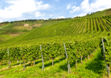 Das Ahrtal ist auch für seine steilen Weinhänge und die damit verbundene Weinproduktion bekannt.