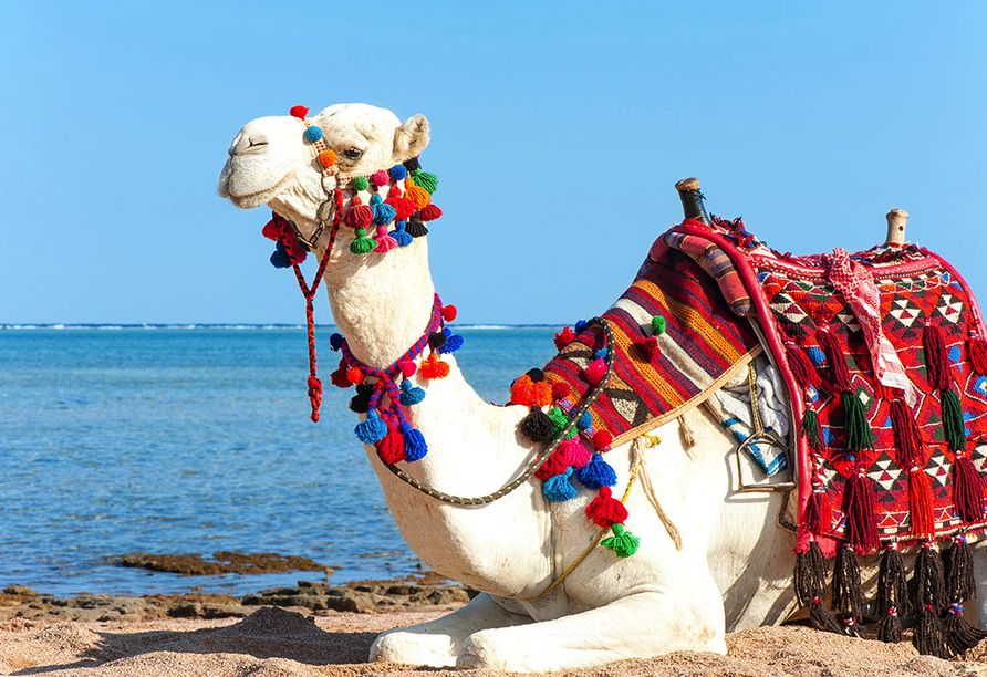 Ein besonderes Erlebnis ist das Kamelreiten am Strand von Hammamet.