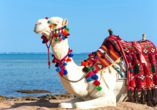Ein besonderes Erlebnis ist das Kamelreiten am Strand von Hammamet.