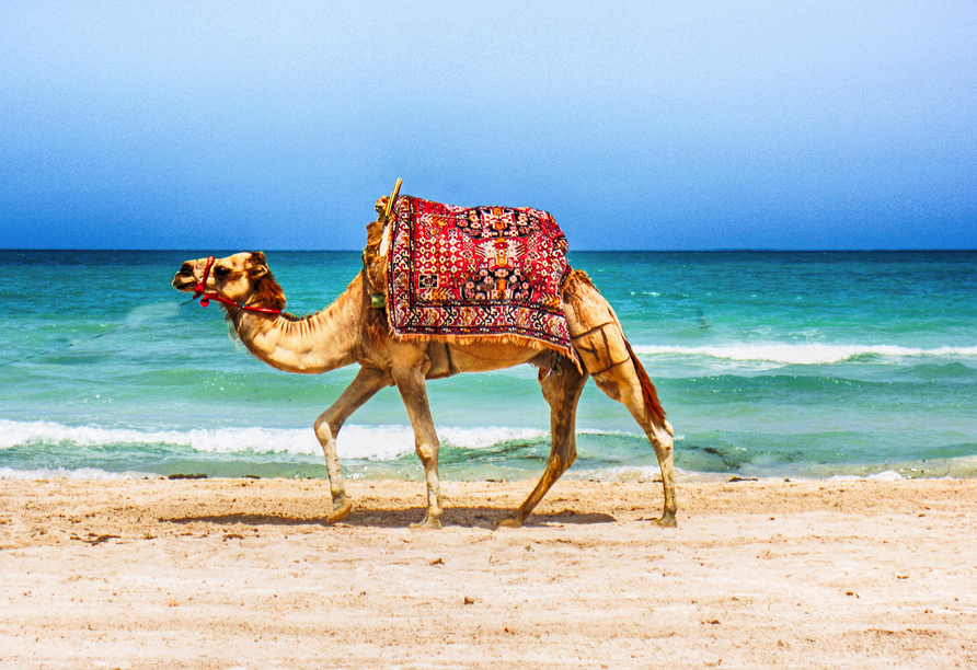 Ein besonderes Erlebnis ist das Kamelreiten am Strand von Hammamet.