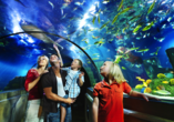 Bestaunen Sie die einzigartigen Fische im LEGOLAND® ATLANTIS by SEA LIFE®.