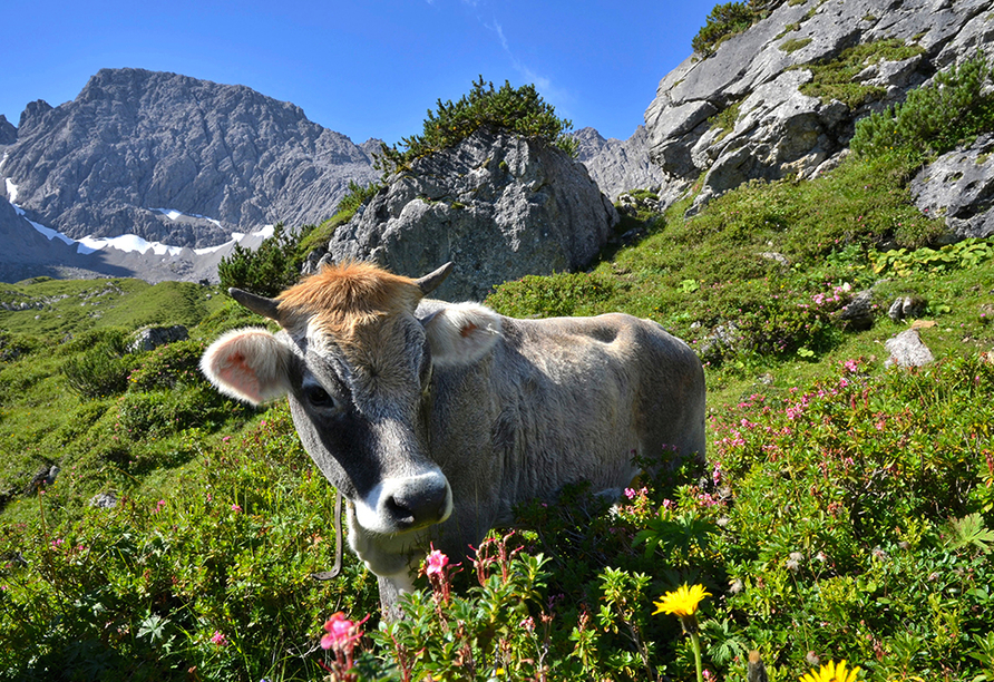Hotel Schachtnerhof in Wörgl in Tirol, Tierwelt