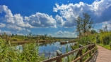Bei schönem Wetter ist das Schwenninger Moos perfekt für einen Spaziergang geeignet.