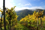 Spazieren Sie durch die Weinberge in der Nähe Ihres Rheinhotels Vier Jahreszeiten.