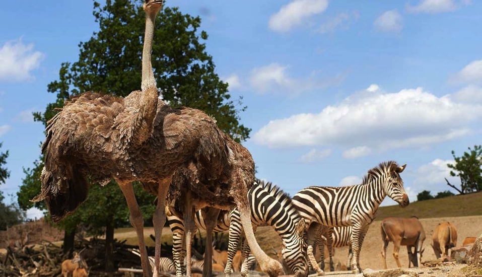Freuen Sie sich auf die ZOOM Erlebniswelt!