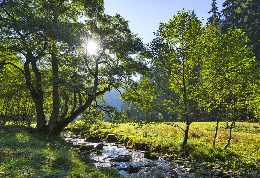 Genießen Sie die tolle Landschaft um Willingen.