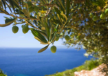 Olivenbäume und Zitrusfrüchte lieben das mediterrane Klima am Gardasee.
