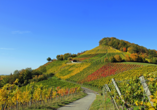 Unternehmen Sie einen Ausflug in die malerischen Weinberge der Region.