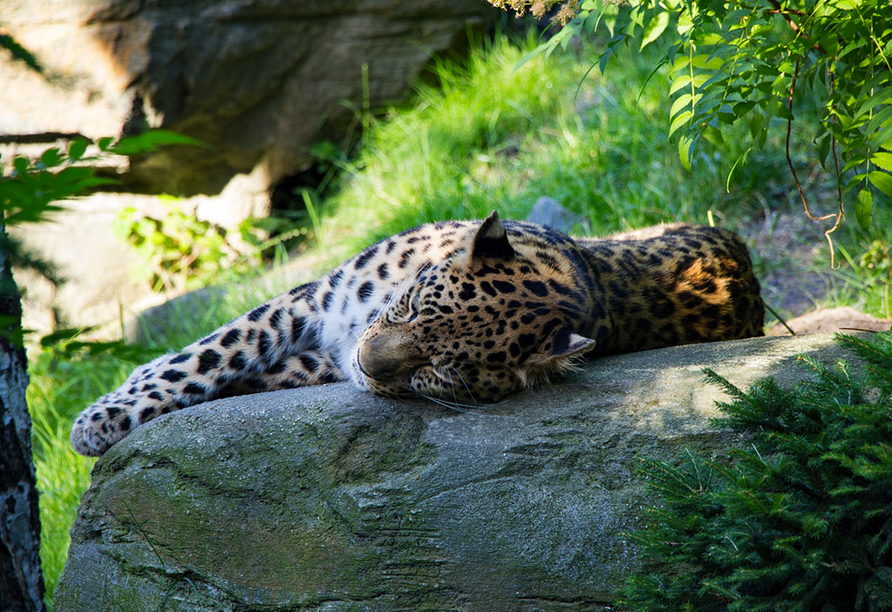 Der Zoo Leipzig zählt zu den artenreichsten Zoos in Europa.