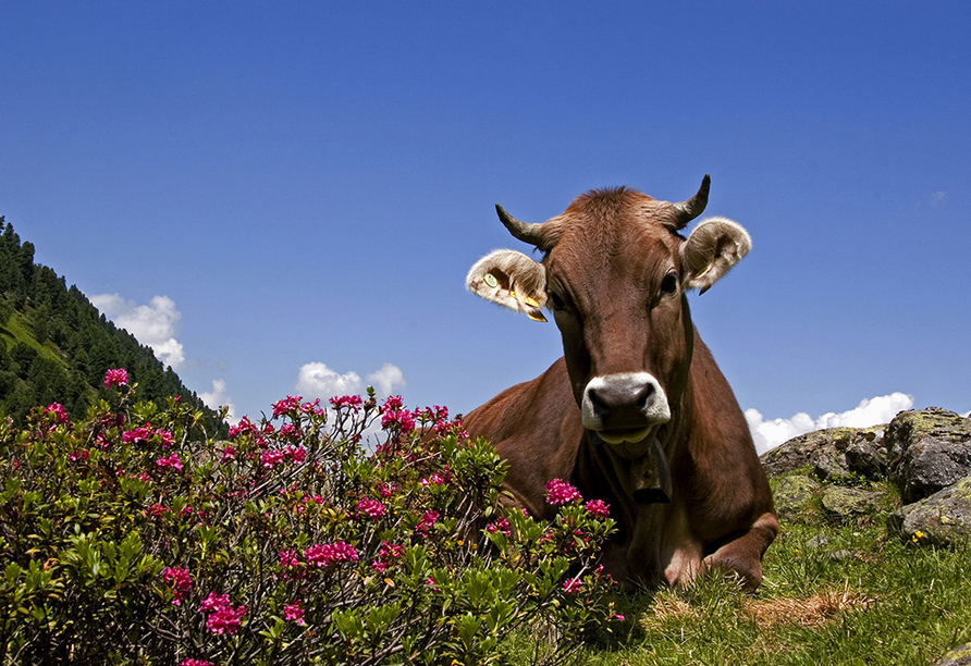 Inmitten der Tiroler Naturidylle sichten Sie bestimmt zahlreiche Kühe.