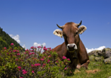 Inmitten der Tiroler Naturidylle sichten Sie bestimmt zahlreiche Kühe.