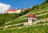 Besuchen Sie das Winzerstädtchen Freyburg mit seinen zahlreichen Weinhängen.
