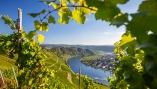 Malerische Weinberge umrahmen Wanderwege und Pfade.