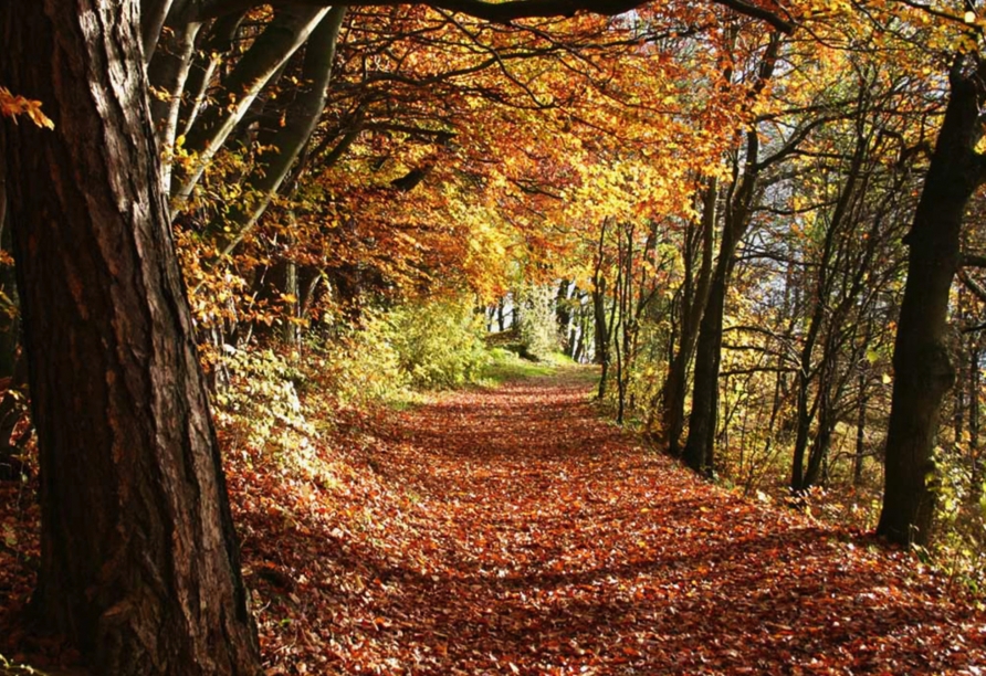 Wandern Sie auf herrlichen Wegen durch den Spessart.