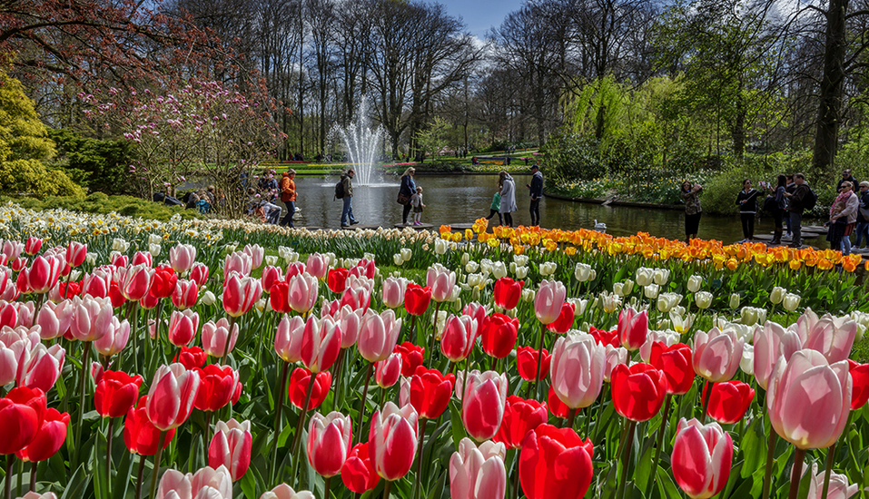 Spazieren Sie entlang der blühenden Tulpen und genießen Sie dabei eine herrliche Aussicht.