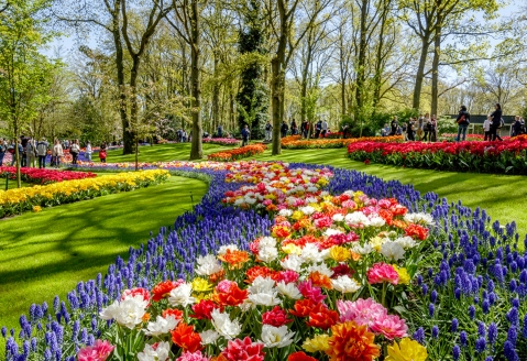 Erleben Sie selbst, wie wunderschön die Farben der Millionen Blüten anzusehen sind.