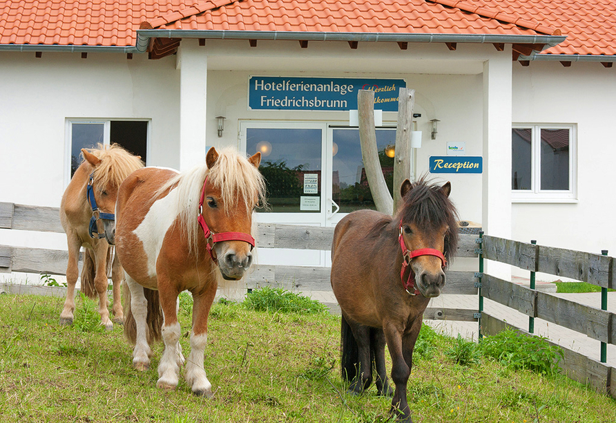 Die Ponys der Hotelferienanlage Friedrichsbrunn freuen sich auf Ihren Besuch.