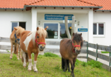 Die Ponys der Hotelferienanlage Friedrichsbrunn freuen sich auf Ihren Besuch.