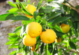 Limoni werden seit Hunderten von Jahren am oberen Teil des Gardasees angebaut. Sie sind jedoch nicht Namensgeber des Ortes Limone. Der Name stammt vom lateinischen Wort 