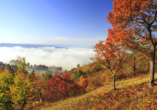 Auch im Herbst bietet der Thüringer Wald eine Traumkulisse zum Wandern.