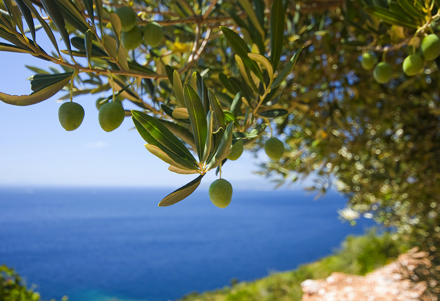Der Olivenbaum wächst schon seit Jahrhunderten am Gardasee