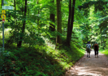 Die Region erwartet Sie mit herrlichen Wäldern zum Wandern und Radfahren.