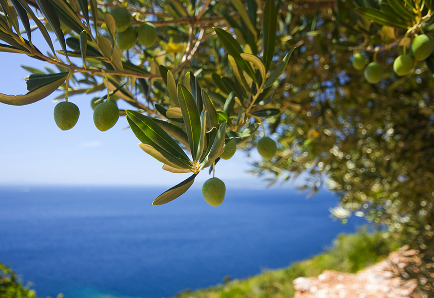 Mediterrane Vielfalt an Italiens Stiefelspitze, Olivenbäume