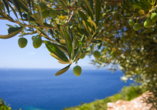 Mediterrane Vielfalt an Italiens Stiefelspitze, Olivenbäume