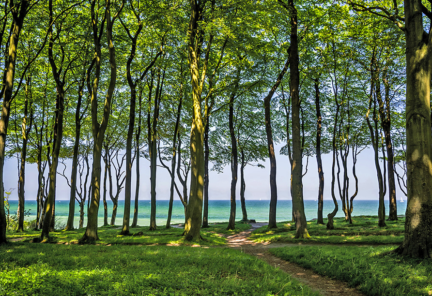 Nutzen Sie den Waldpfad zum Meer an der Ostsse bei Heiligendamm.