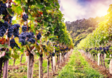 Entdecken Sie die Weintradition entlang der Mosel.