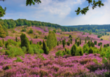 Ein Farbenmeer aus dem Violett vieler Millionen Blüten, unterbrochen vom satten Grün der Wacholder und Kiefern.
