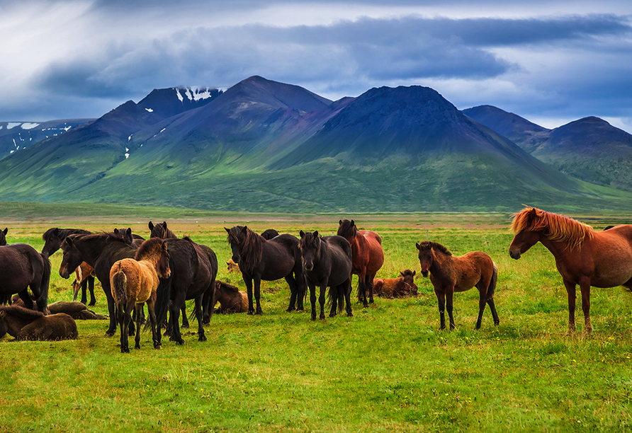 Eine Herde Islandpferde grast vor Gebirge auf grüner Wiese.