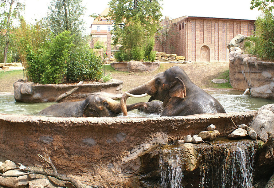 Auch Elefanten sind im Zoo Leipzig vorzufinden.